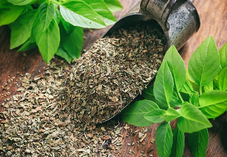 Premium Dried Basil – Naturally Aromatic Culinary Herb