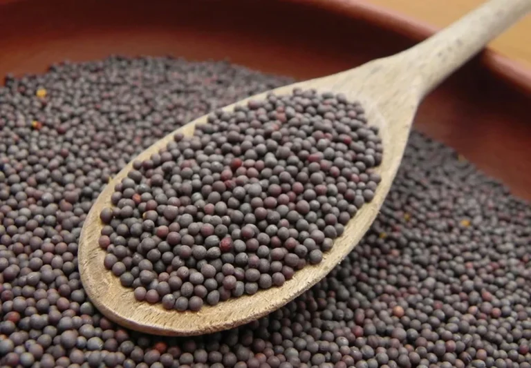 Premium Mustard Seeds – Naturally Aromatic Whole Spice